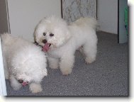 Bichon á poil frisé, Bichon Frise