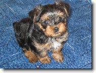 Jorkšírský terier, Yorkshire Terrier,