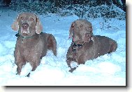 Weimaraner, Weimaraner Vorsterhund