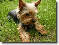 Jorkšírský terier, Yorkshire Terrier,