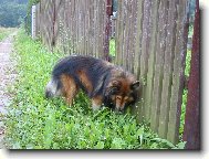 Shetland Sheepdog
