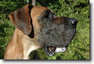 Deutsche Dogge