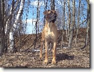 Deutsche Dogge
