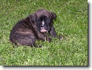 Deutscher Boxer
