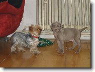 Weimaraner, Weimaraner Vorsterhund
