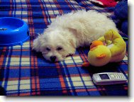 Bichon á poil frisé, Bichon Frise