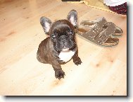 Bouledogue francais, French Bulldog
