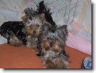 Jorkšírský terier, Yorkshire Terrier,