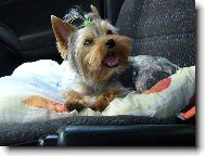 Jorkšírský terier, Yorkshire Terrier,