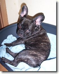 Bouledogue francais, French Bulldog