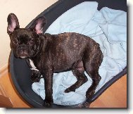Bouledogue francais, French Bulldog