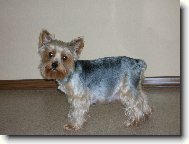 Jorkšírský terier, Yorkshire Terrier,