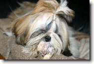 icu, Shih-Tzu