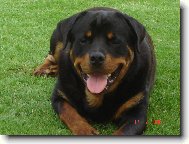 Rottweiler
