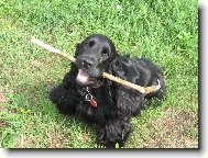 English Cocker Spaniel
