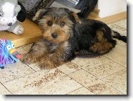Jorkšírský terier, Yorkshire Terrier,