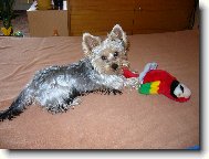 Jorkšírský terier, Yorkshire Terrier,
