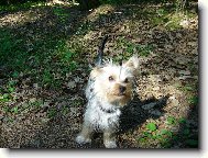 Jorkšírský terier, Yorkshire Terrier,