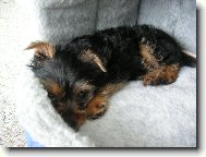 Jorkšírský terier, Yorkshire Terrier,