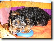 Jorkšírský terier, Yorkshire Terrier,