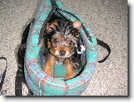 Jorkšírský terier, Yorkshire Terrier,