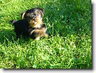 Jorkšírský terier, Yorkshire Terrier,