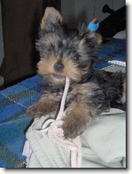 Jorkšírský terier, Yorkshire Terrier,