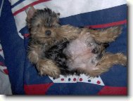 Jorkšírský terier, Yorkshire Terrier,