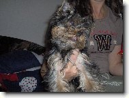 Jorkšírský terier, Yorkshire Terrier,