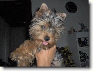 Jorkšírský terier, Yorkshire Terrier,