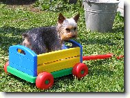 Jorkšírský terier, Yorkshire Terrier,