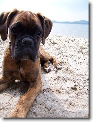 Deutscher Boxer