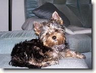 Jorkšírský terier, Yorkshire Terrier,