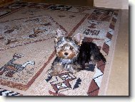 Jorkšírský terier, Yorkshire Terrier,