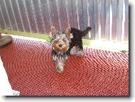 Jorkšírský terier, Yorkshire Terrier,