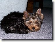 Jorkšírský terier, Yorkshire Terrier,