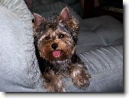Jorkšírský terier, Yorkshire Terrier,