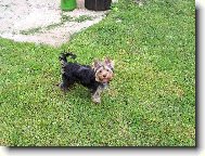 Jorkšírský terier, Yorkshire Terrier,