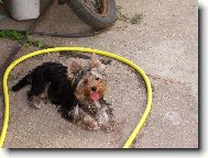 Jorkšírský terier, Yorkshire Terrier,
