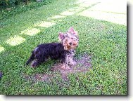 Jorkšírský terier, Yorkshire Terrier,