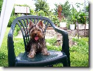 Jorkšírský terier, Yorkshire Terrier,