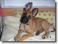 Chien de Berger Belge - Malinois