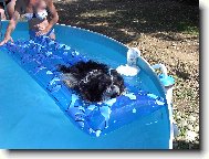 icu, Shih-Tzu