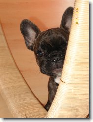 Bouledogue francais, French Bulldog
