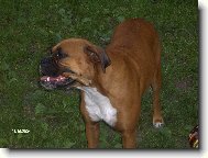 Deutscher Boxer