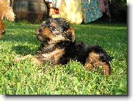 Jorkšírský terier, Yorkshire Terrier,