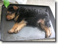 Jorkšírský terier, Yorkshire Terrier,