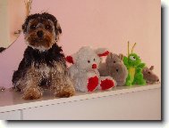 Jorkšírský terier, Yorkshire Terrier,