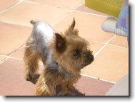Jorkšírský terier, Yorkshire Terrier,
