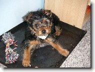 Jorkšírský terier, Yorkshire Terrier,